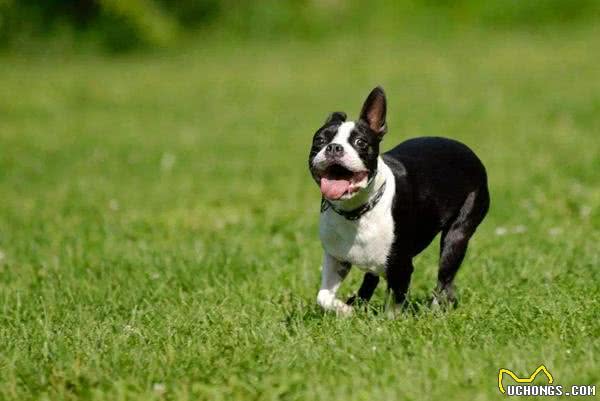 渴望猫狗双全的人一定要了解这些狗狗,它们最能容忍猫咪