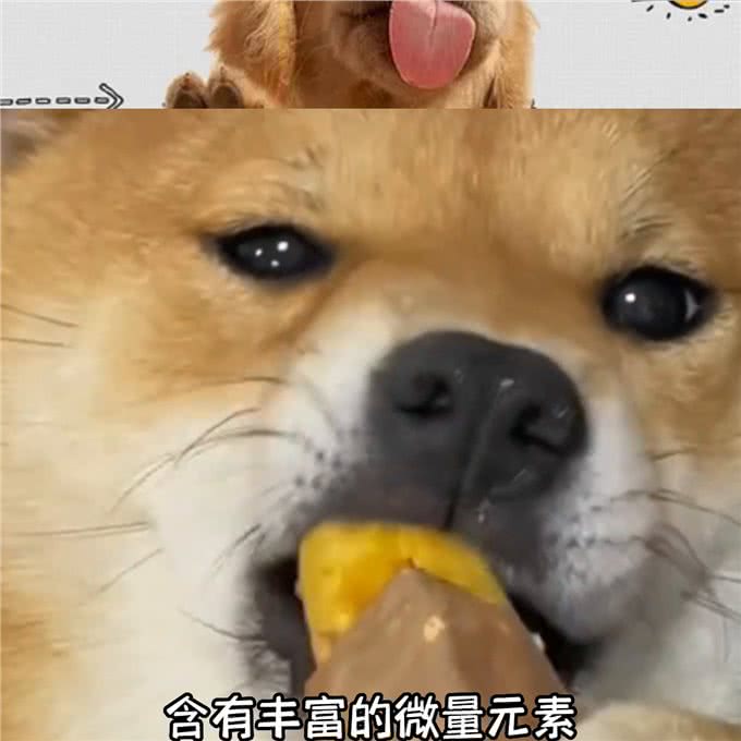 狗狗最爱的10种食物—抖in萌宠计划