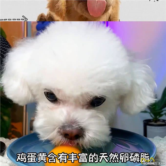 狗狗最爱的10种食物—抖in萌宠计划