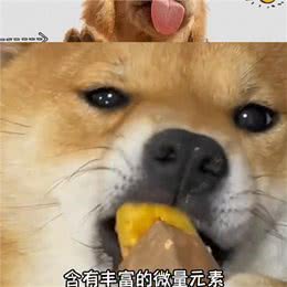 狗狗最爱的10种食物—抖in萌宠计划