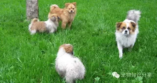 15种你以为对狗狗无害，实则会让它们痛苦至极的食物