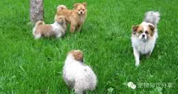 15种你以为对狗狗无害，实则会让它们痛苦至极的食物