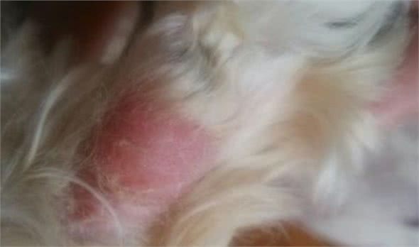 爱犬脚趾红肿掉毛，让很多主人开始担惊受怕!