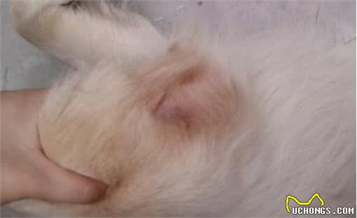 爱犬脚趾红肿掉毛，让很多主人开始担惊受怕!