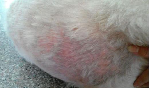 爱犬脚趾红肿掉毛，让很多主人开始担惊受怕!