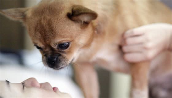 爱犬脚趾红肿掉毛，让很多主人开始担惊受怕!
