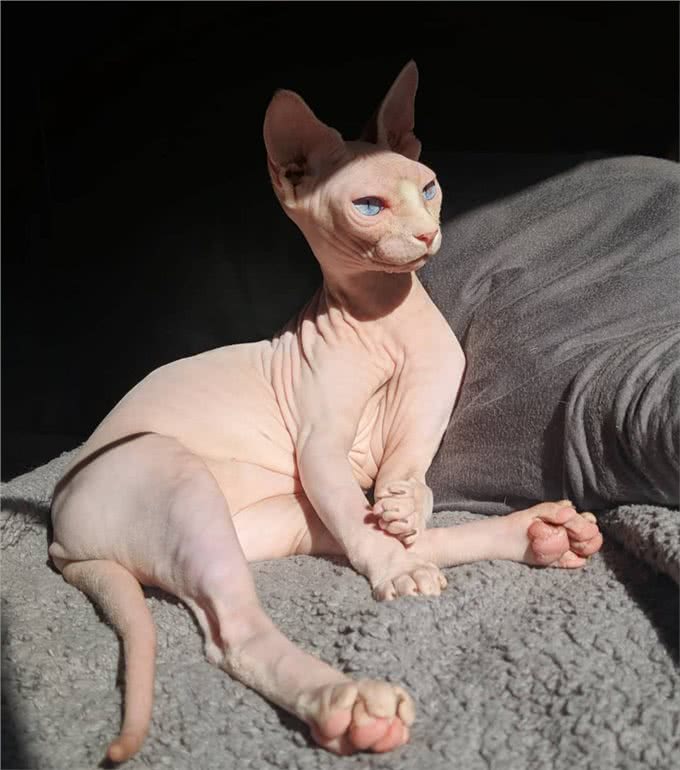 穷人请远离这7种猫，不然你会更穷