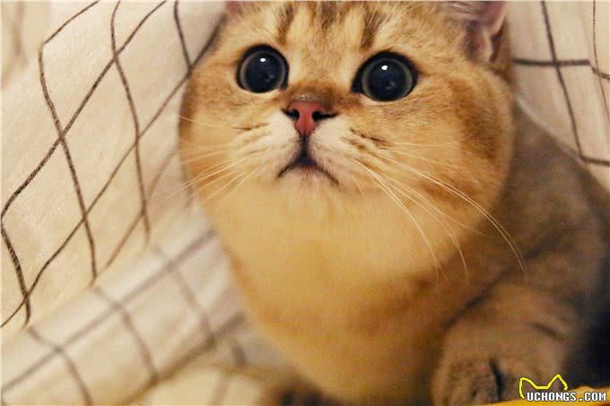 穷人请远离这7种猫，不然你会更穷