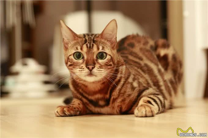 穷人请远离这7种猫，不然你会更穷