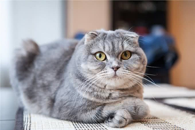 穷人请远离这7种猫，不然你会更穷