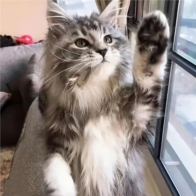 穷人请远离这7种猫，不然你会更穷