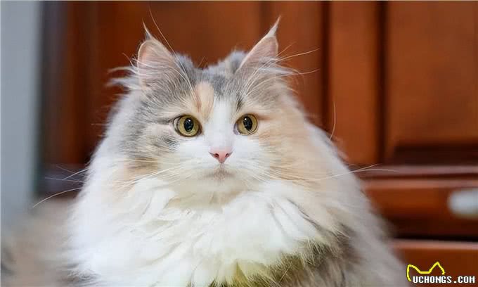 穷人请远离这7种猫，不然你会更穷