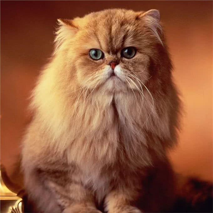 穷人请远离这7种猫，不然你会更穷