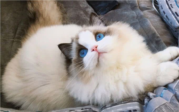 穷人请远离这7种猫，不然你会更穷