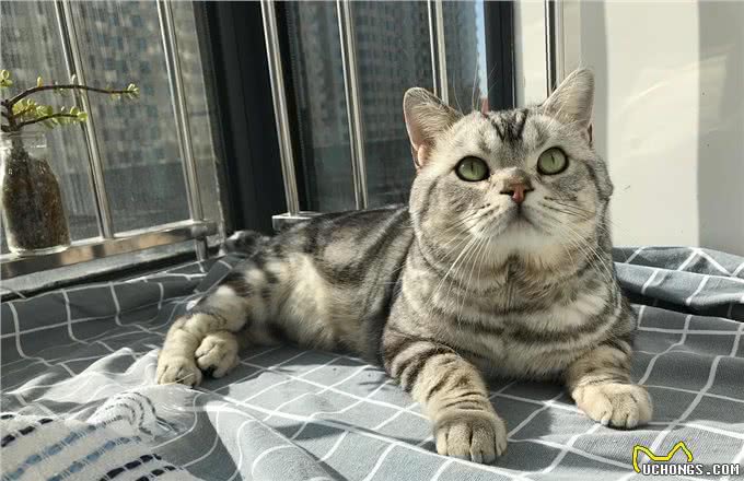 穷人请远离这7种猫，不然你会更穷