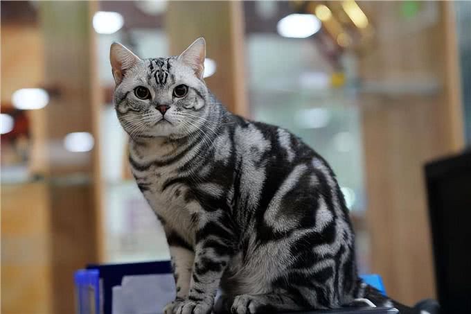 穷人请远离这7种猫，不然你会更穷