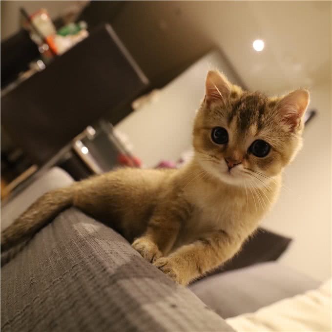穷人请远离这7种猫，不然你会更穷