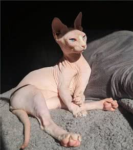 穷人请远离这7种猫，不然你会更穷