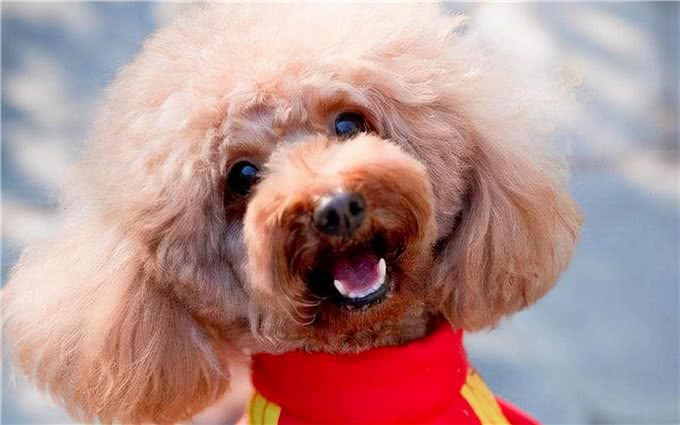 为什么这么多人爱养泰迪呢