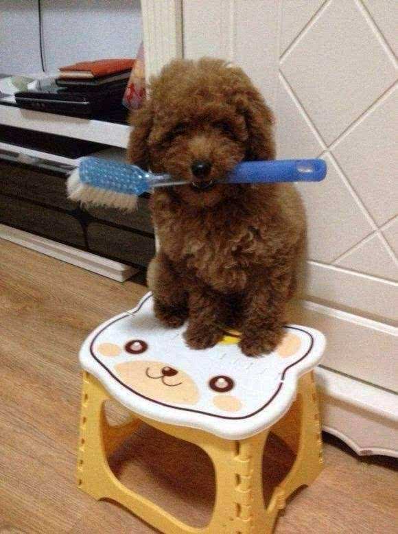 为什么这么多人爱养泰迪呢