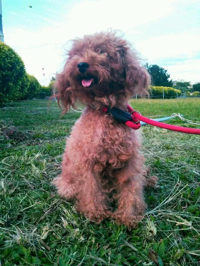 为什么这么多人爱养泰迪呢