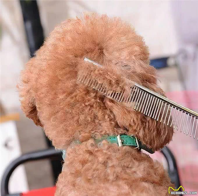 为什么这么多人爱养泰迪呢