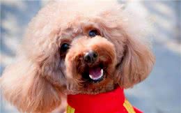 为什么这么多人爱养泰迪呢