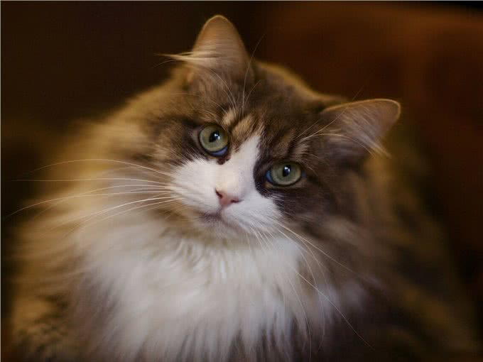 挪威森林猫寿命一般多少年?