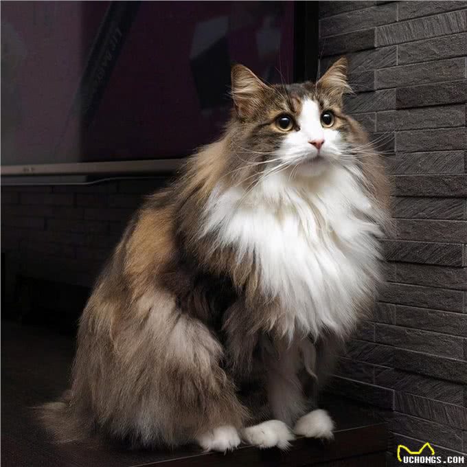 挪威森林猫寿命一般多少年?