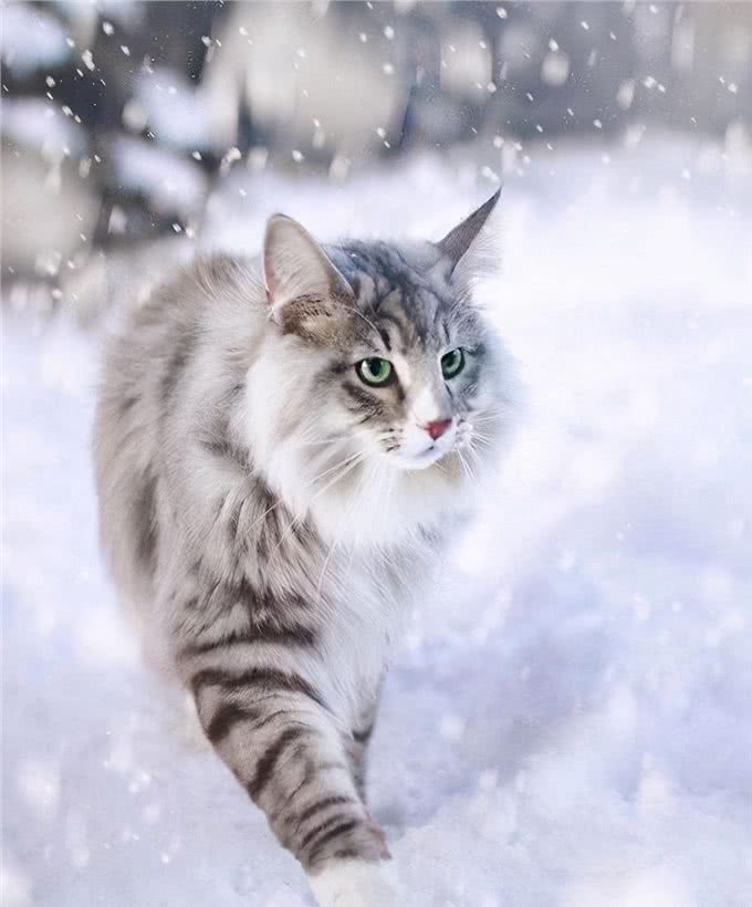 挪威森林猫寿命一般多少年?