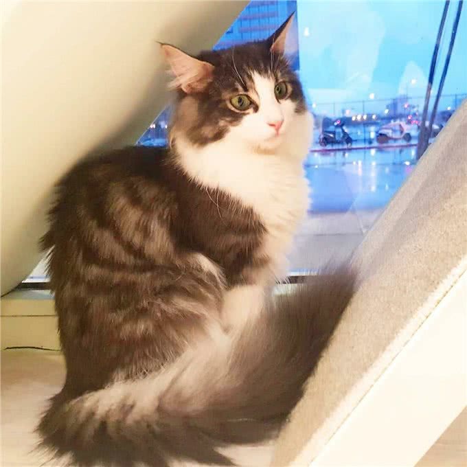 挪威森林猫寿命一般多少年?