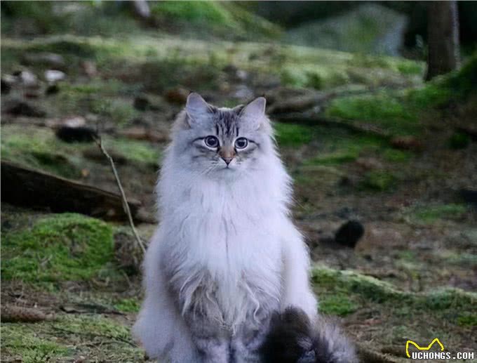 挪威森林猫寿命一般多少年?