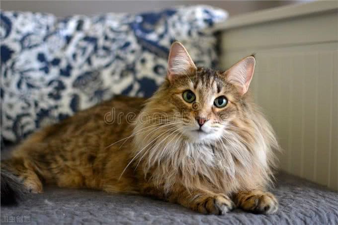 挪威森林猫寿命一般多少年?