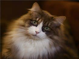 挪威森林猫寿命一般多少年?