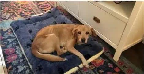 半夜下楼看到一只陌生狗狗出现在眼前,屋主当场吓坏:你哪来的?