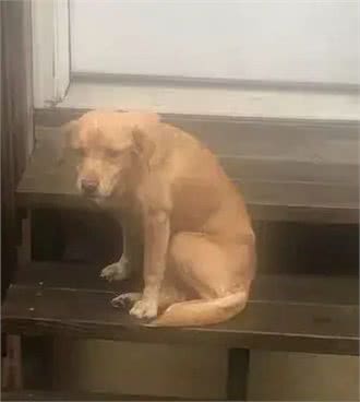 半夜下楼看到一只陌生狗狗出现在眼前,屋主当场吓坏:你哪来的?