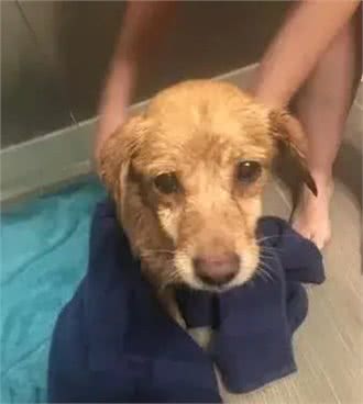 半夜下楼看到一只陌生狗狗出现在眼前,屋主当场吓坏:你哪来的?