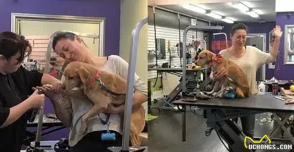 半夜下楼看到一只陌生狗狗出现在眼前,屋主当场吓坏:你哪来的?