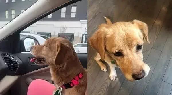 半夜下楼看到一只陌生狗狗出现在眼前，屋主当场吓坏：你哪来的?