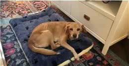 半夜下楼看到一只陌生狗狗出现在眼前，屋主当场吓坏：你哪来的?