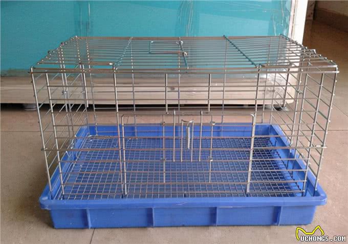 脸部护理:狗脸起癣怎么办?合适的处理措施可以参考