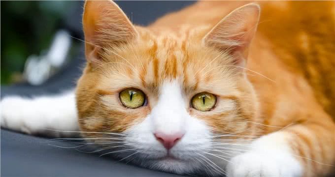 猫圈也有鄙视链，土猫比不上宠物猫?拜托!颜值、技能哪点也不输