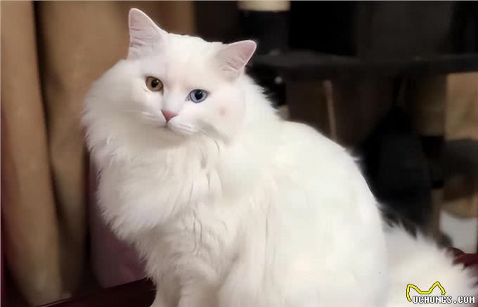 猫圈也有鄙视链，土猫比不上宠物猫?拜托!颜值、技能哪点也不输