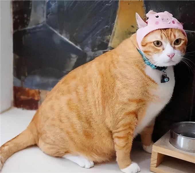 猫圈也有鄙视链，土猫比不上宠物猫?拜托!颜值、技能哪点也不输