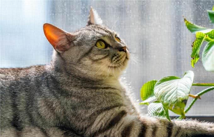 猫圈也有鄙视链，土猫比不上宠物猫?拜托!颜值、技能哪点也不输