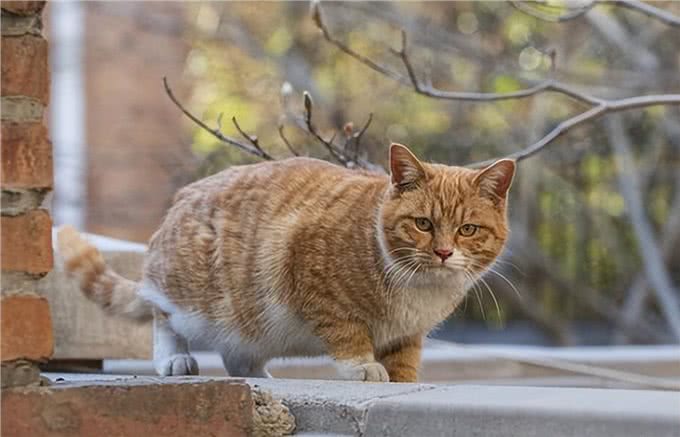 猫圈也有鄙视链，土猫比不上宠物猫?拜托!颜值、技能哪点也不输