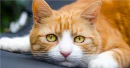 猫圈也有鄙视链，土猫比不上宠物猫?拜托!颜值、技能哪点也不输