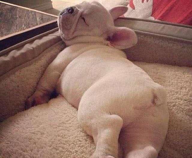 别嫌狗狗睡觉打鼻鼾吵!可能是狗狗想警醒你，这些疾病找上它了