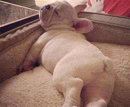 别嫌狗狗睡觉打鼻鼾吵!可能是狗狗想警醒你，这些疾病找上它了