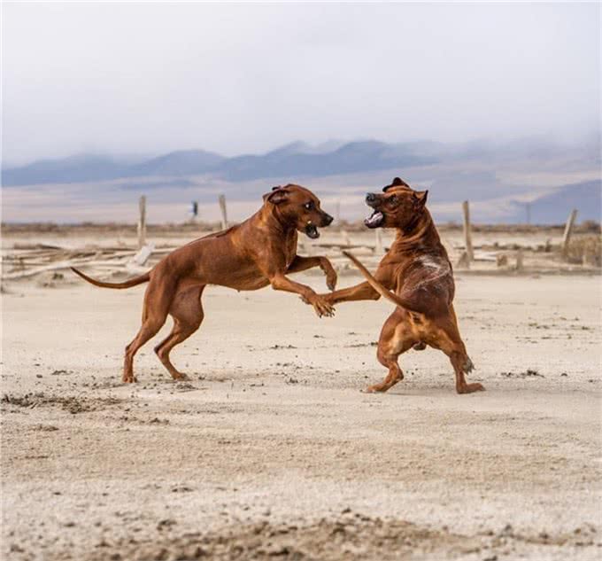 身披刀疤纹身的猛犬,24小时内不进水,人称沙漠骆驼,可围剿狮子
